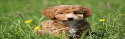 Maltipoo honden te koop: Knappe Maltipoo pups - Advertentie 4