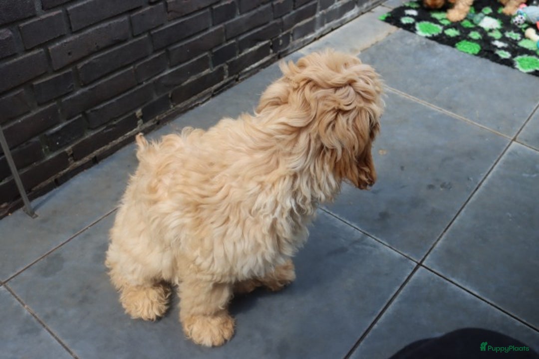 Labradoodle honden te koop: LABRADOODLE TEEFJE - Afbeelding 5