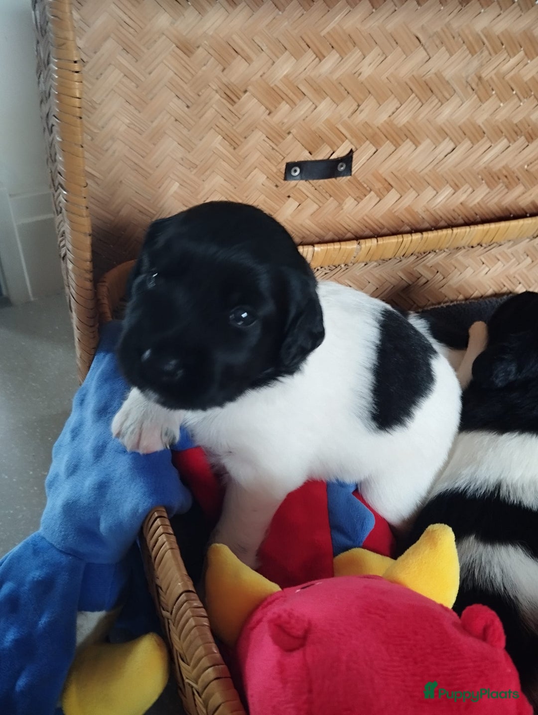 Friese Stabij honden te koop: Drie lieve Friese Stabij reutjes in Gasselte - Afbeelding 11