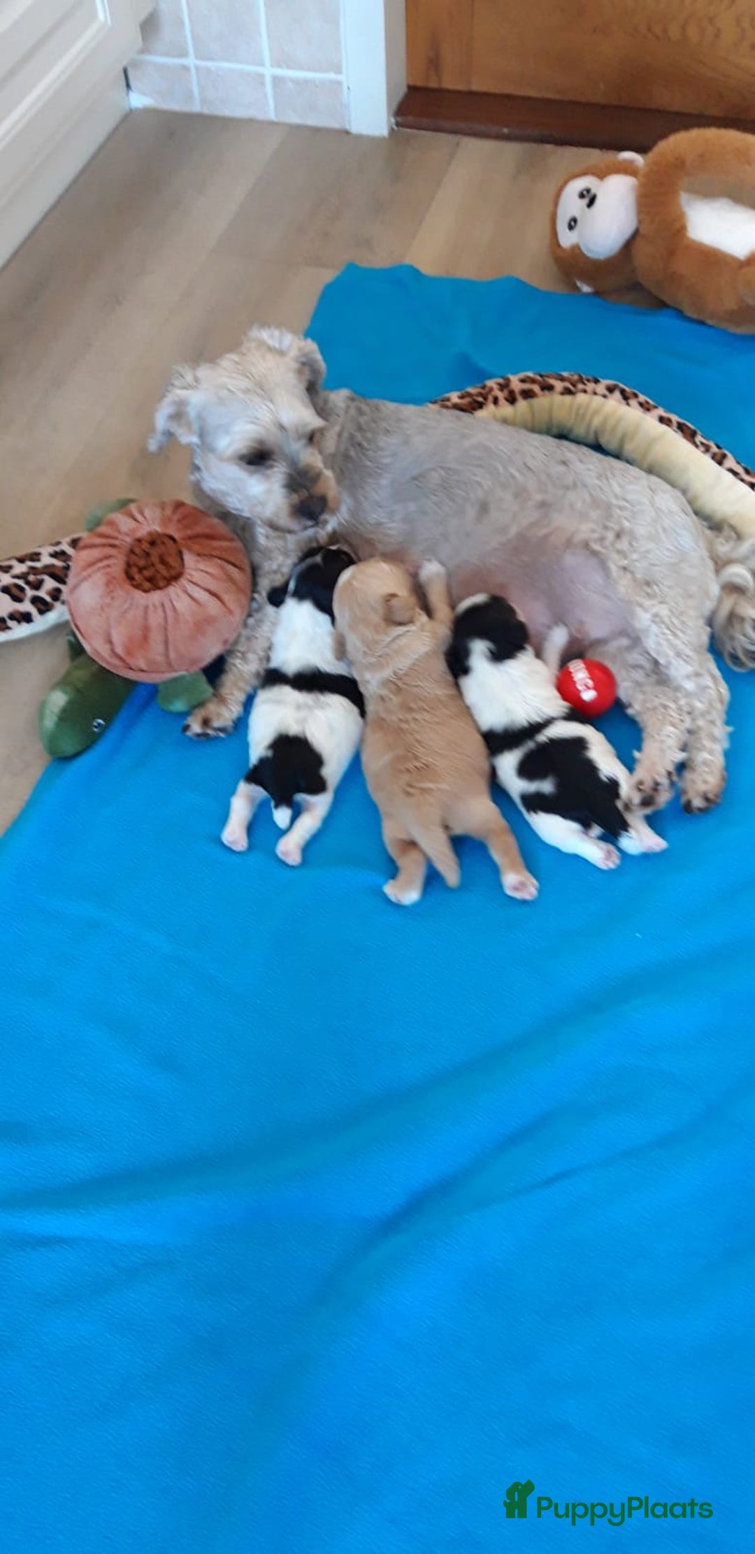 Kruising honden te koop: Schattige Boomer Puppy's - Advertentie 11