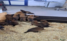 Mechelse Herder honden te koop: Mechelse herder puppy's  - Afbeelding 3