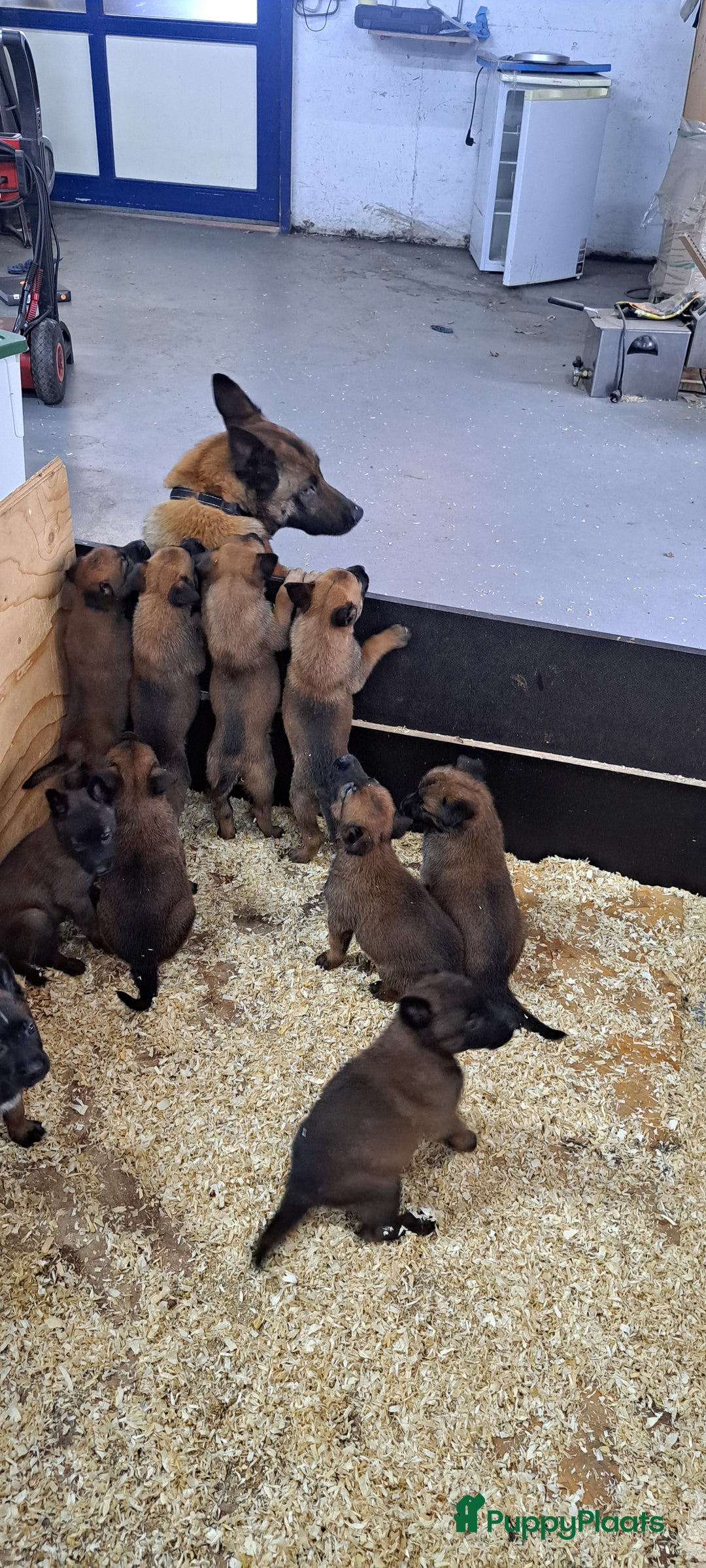 Mechelse Herder honden te koop: Mechelse herder puppy's  - Afbeelding 3