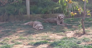 Kruising honden - Advertentie 7