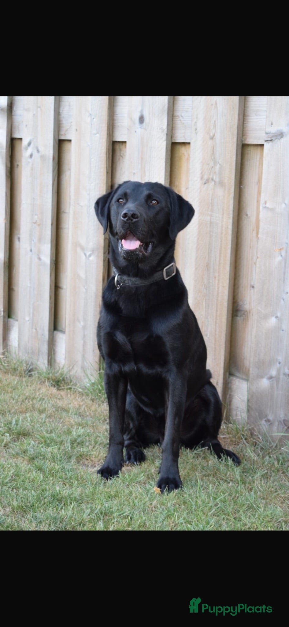 Labrador Retriever honden Labrador pups - Advertentie 2