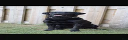 Labrador Retriever honden te koop: Labrador pups - Advertentie 2