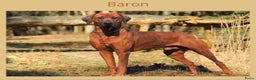 Rhodesian Ridgeback honden te koop: Rhodesian Ridgeback pups  - Advertentie 25