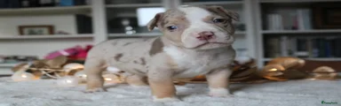 Amerikaanse Bully Puppy 4