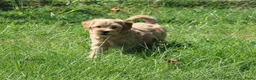 Maltipoo honden te koop: Knappe Maltipoo pups - Advertentie 12