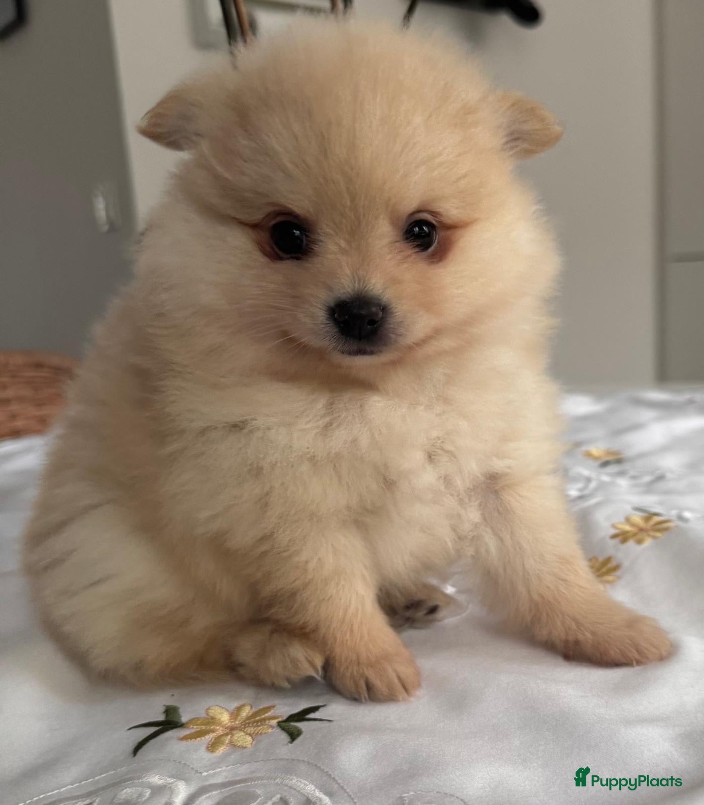 Pomeriaan honden Prachtige Pomeriaan pups  - Advertentie 3