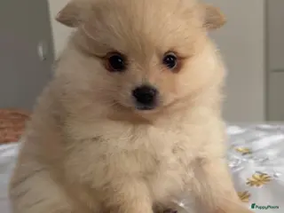 Pomeriaan honden Prachtige Pomeriaan pups - Advertentie 3