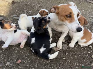 Jack Russel Terriër honden Jack Russell pups - Advertentie 11