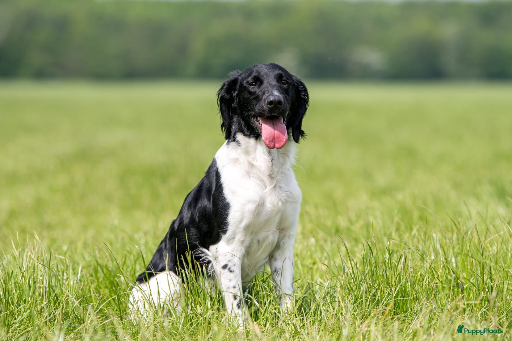 Kruising honden Geweldig nestje Heidewachtel x Friese stabij pups - Advertentie 2