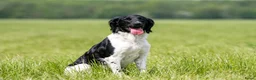 Kruising honden te koop: Geweldig nestje Heidewachtel x Friese stabij pups - Advertentie 2