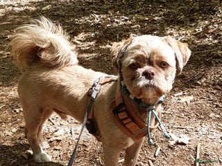 Kruising honden in Boxtel - Advertentie 32