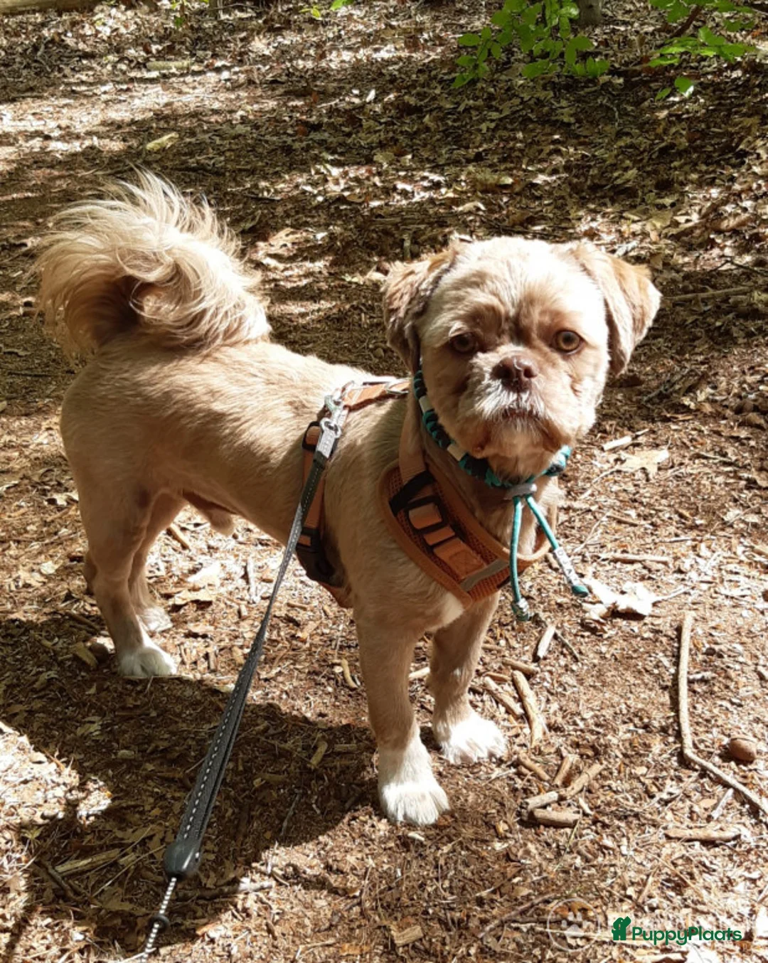 Kruising honden ter dekking: Choco boomer dekreutje in Boxtel - Advertentie 1