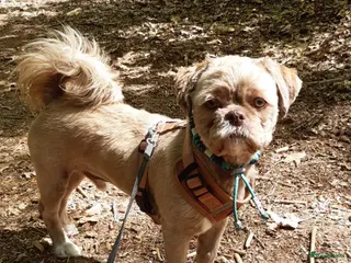 Kruising honden Choco boomer dekreutje in Boxtel - Advertentie 6