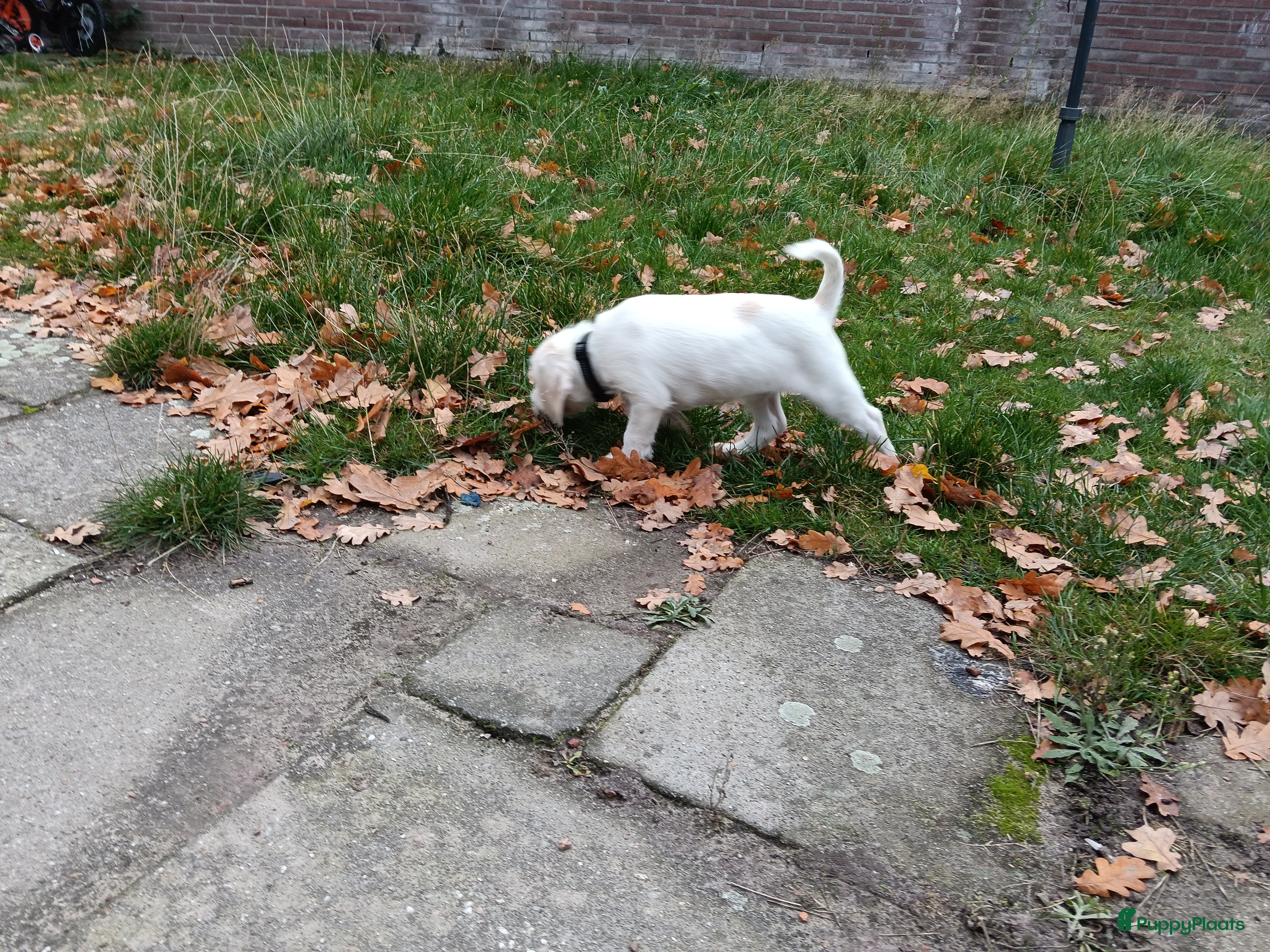 Kruising honden Lieve leuke kleine beagle  - Advertentie 3