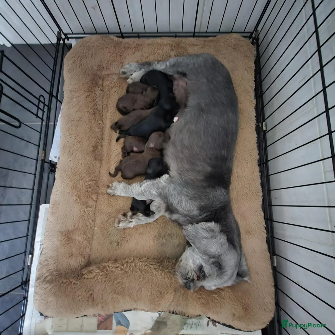 Kruising honden te koop: Prachtige leergierige boompoo's  - Advertentie 2