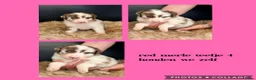 Australian Shepherd honden te koop: Mooie Australian Shepherd pups - Advertentie 17