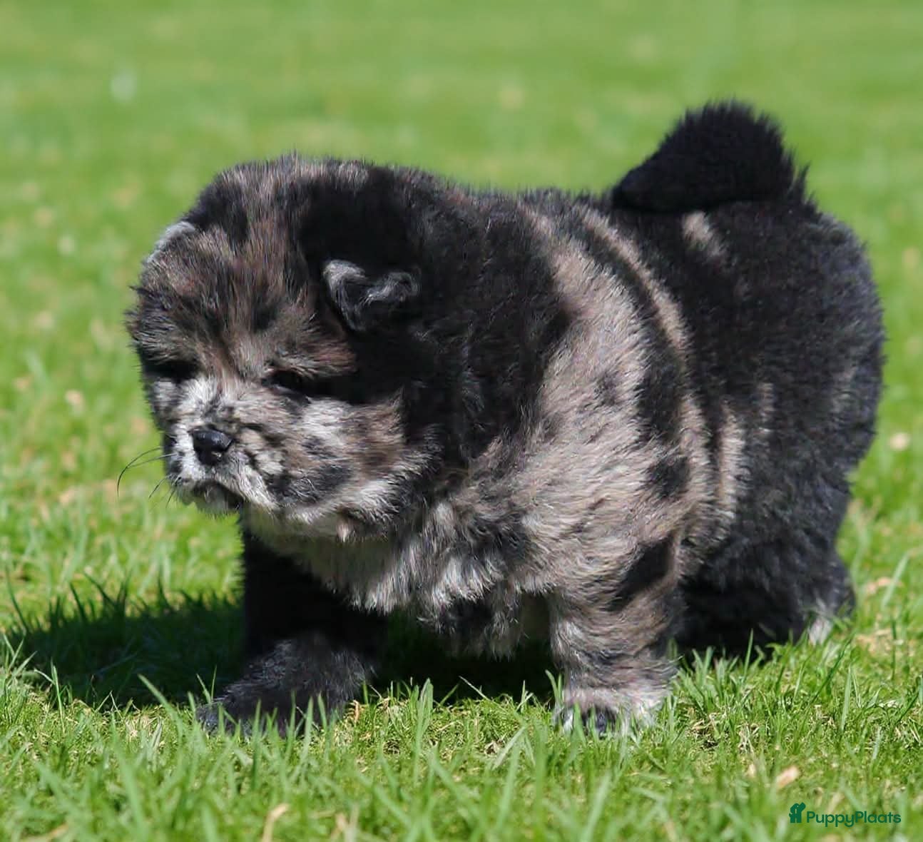 Chow Chow honden Chow Chow pups - Advertentie 2