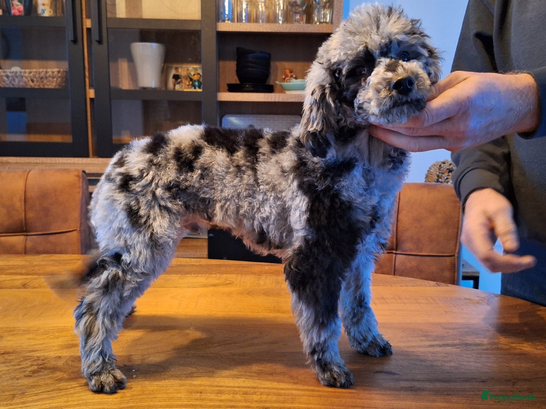 Poedel Toy honden te koop: tk blue merle tan reutje 2,5 jaar - Advertentie 3