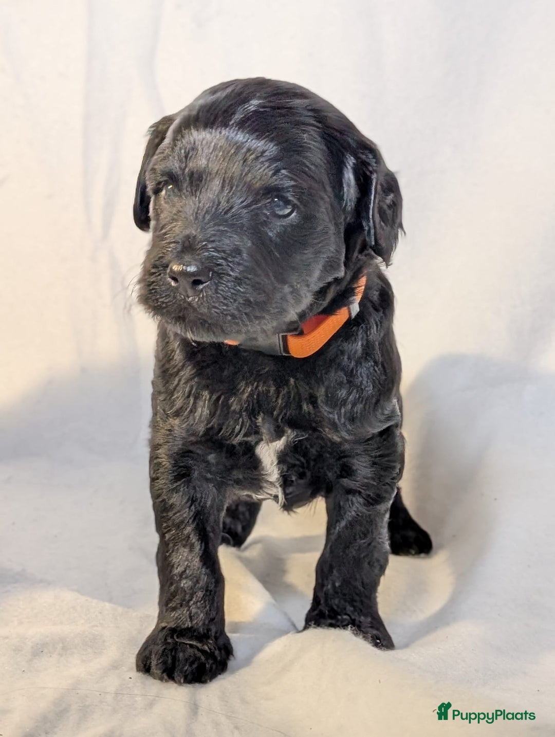 Labradoodle honden te koop: Zwarte medium labradoodles (nog 3 beschikbaar) - Advertentie 4