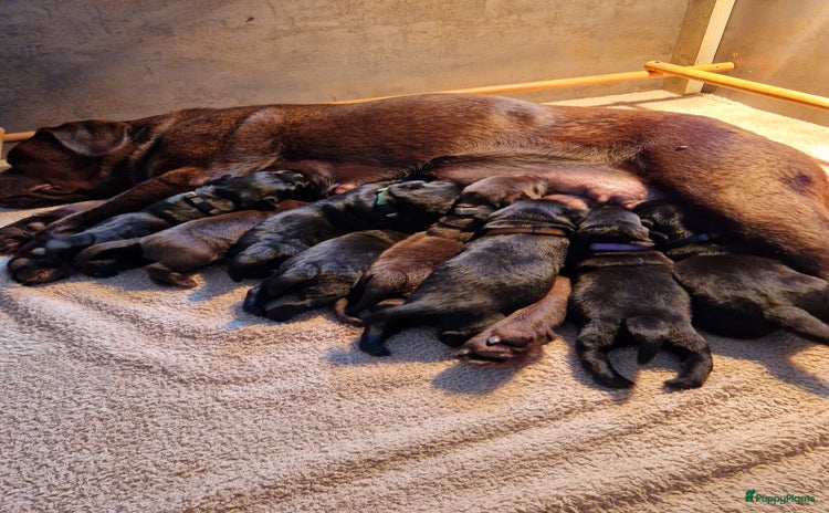 Labrador Retriever honden - Advertentie 1