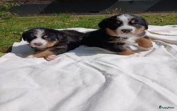 Berner Sennenhond honden te koop: Prachtige Berner Sennenhond puppy s - Afbeelding 11