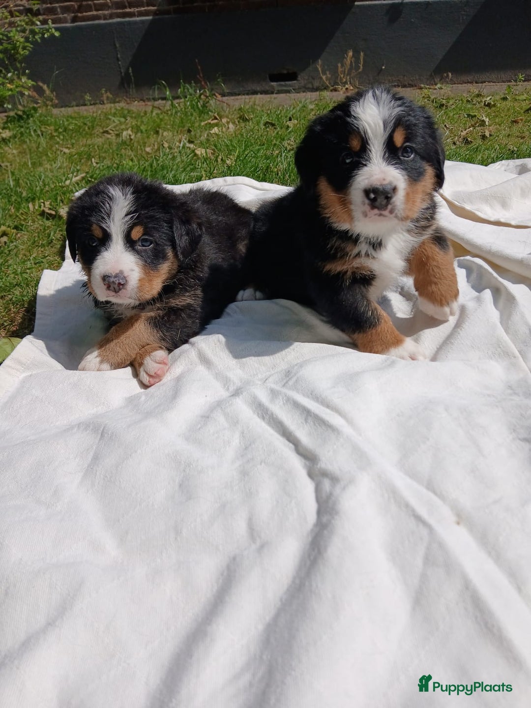 Berner Sennenhond honden te koop: Prachtige Berner Sennenhond puppy s - Afbeelding 11