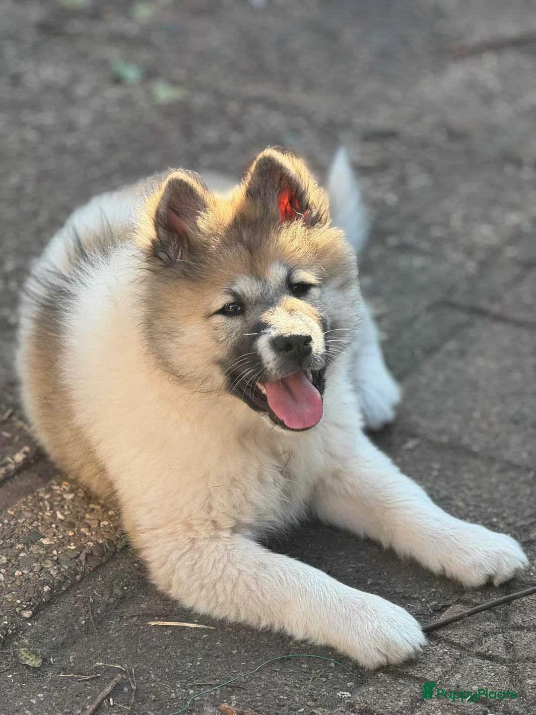 Thai Bangkaew Dog honden te koop: Thai Bangkaew dog puppies - Advertentie 1