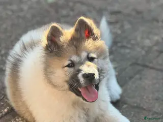 Thai Bangkaew Dog honden Thai Bangkaew dog puppies - Advertentie 2