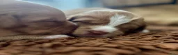 Nova Scotia Duck Tolling Retriever honden te koop: reutje Nova scotia duck tolling retriever FCI - Advertentie 5