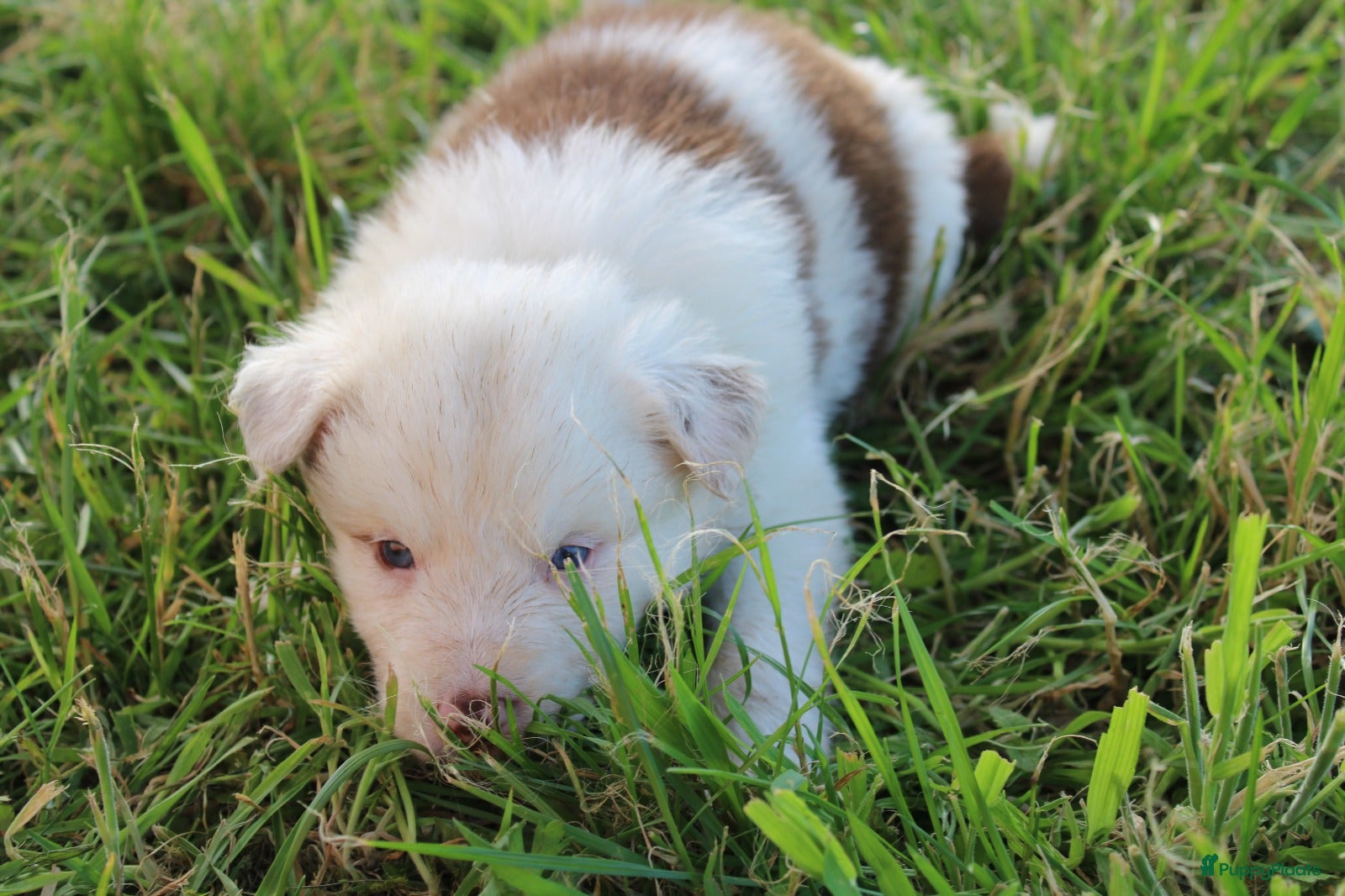 Border Collie Puppy 2