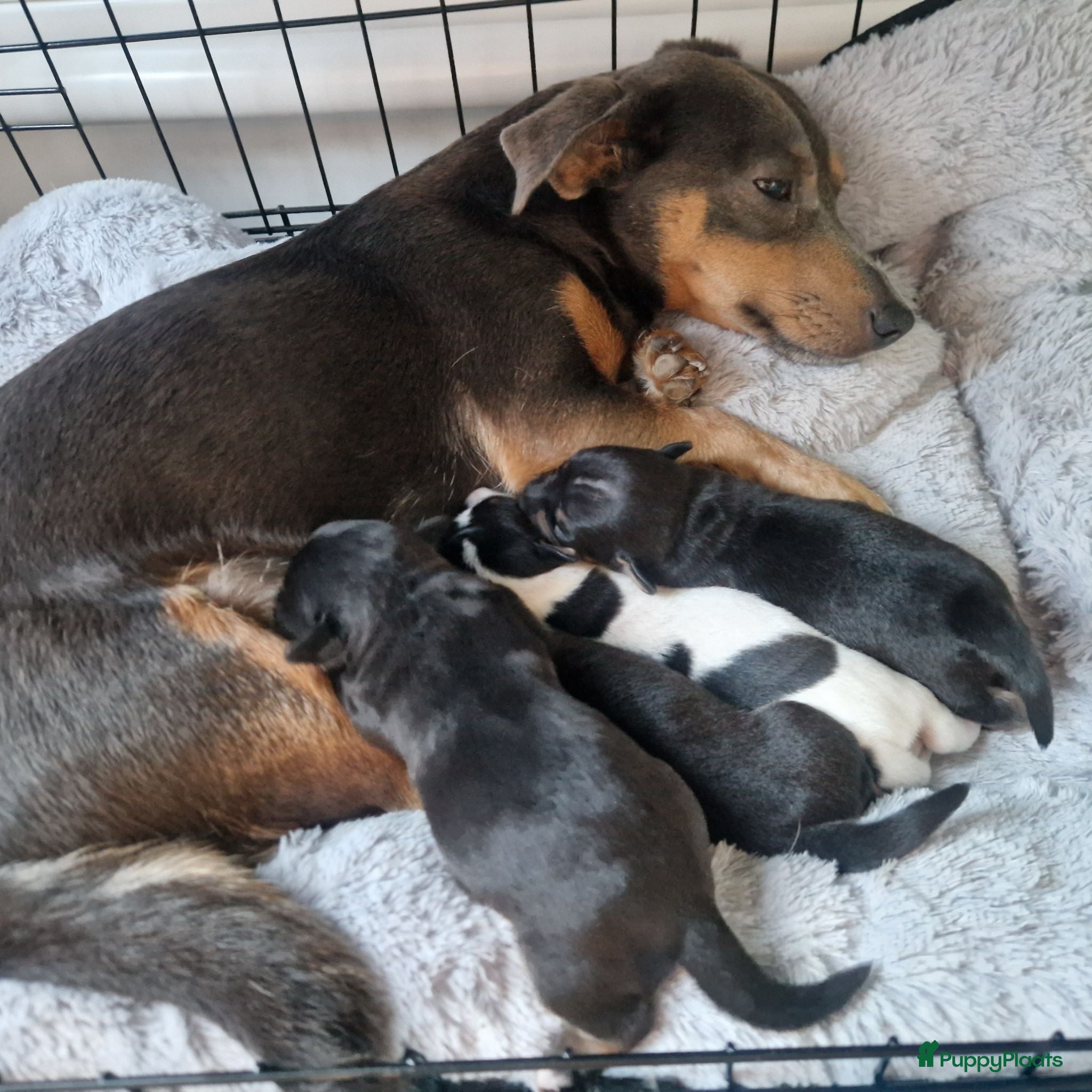 Jack Russel Terriër honden Jack Russellpups - Advertentie 1