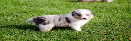 Border Collie honden te koop: Border collie geboren op boerderij (BE) - Advertentie 10