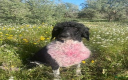 Poedel honden te koop: Prachtig mooi harlekijn koningspoedel teefje✨🐾 - Advertentie 15