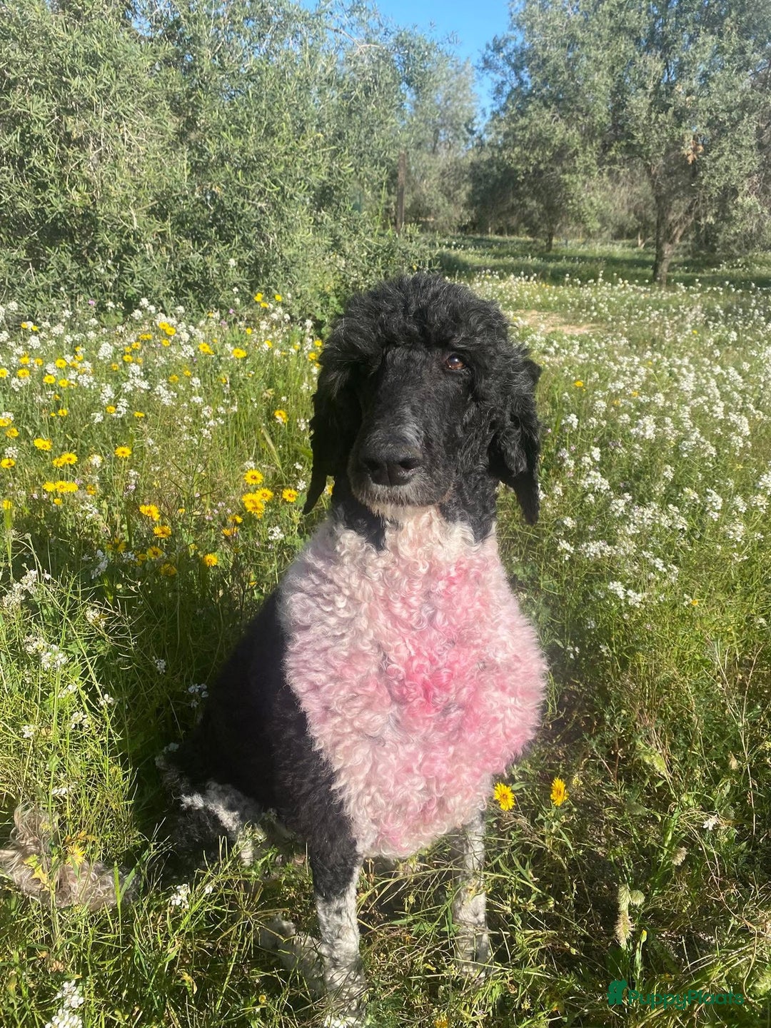 Poedel honden te koop: Prachtig mooi harlekijn koningspoedel teefje✨🐾 - Advertentie 15