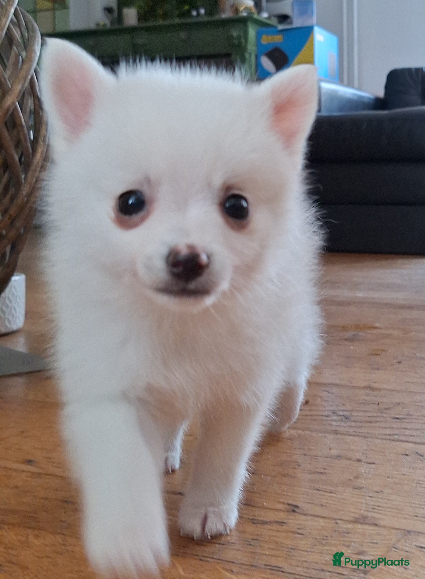 Pomsky honden te koop: Prins 💙 F3b pomsky puppy  - Advertentie 2