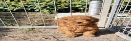 Poedel Toy honden te koop: Schattige toypoedel toy poedel pups 3 reutjes  - Advertentie 6