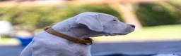 Dogo Argentino honden te koop: Dogo Argentino pups VDH/FCI-familiefokkerij - Advertentie 8