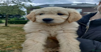 Goldendoodle honden - Advertentie 10