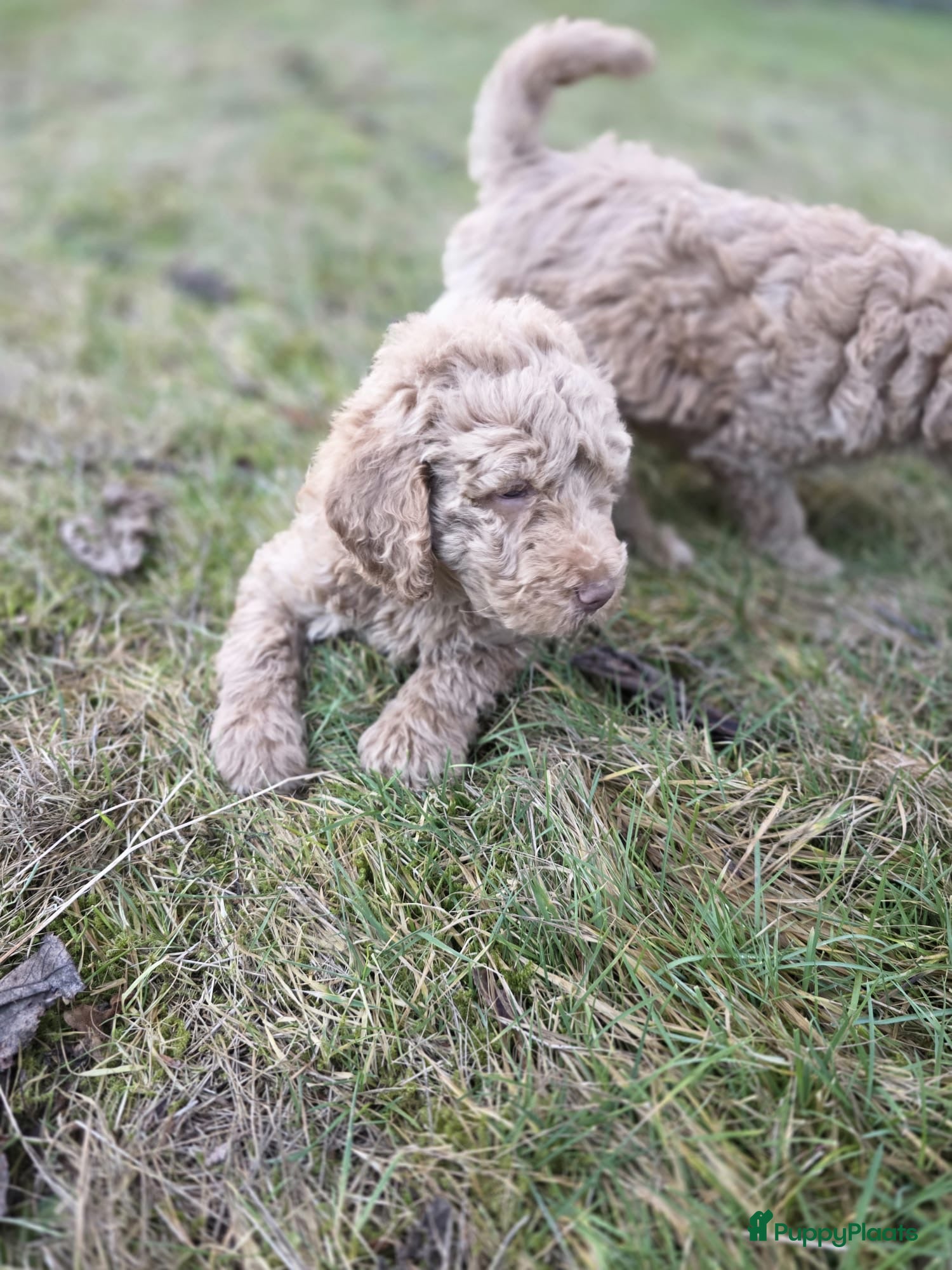 Labradoodle honden Labradoodle pups - Advertentie 2
