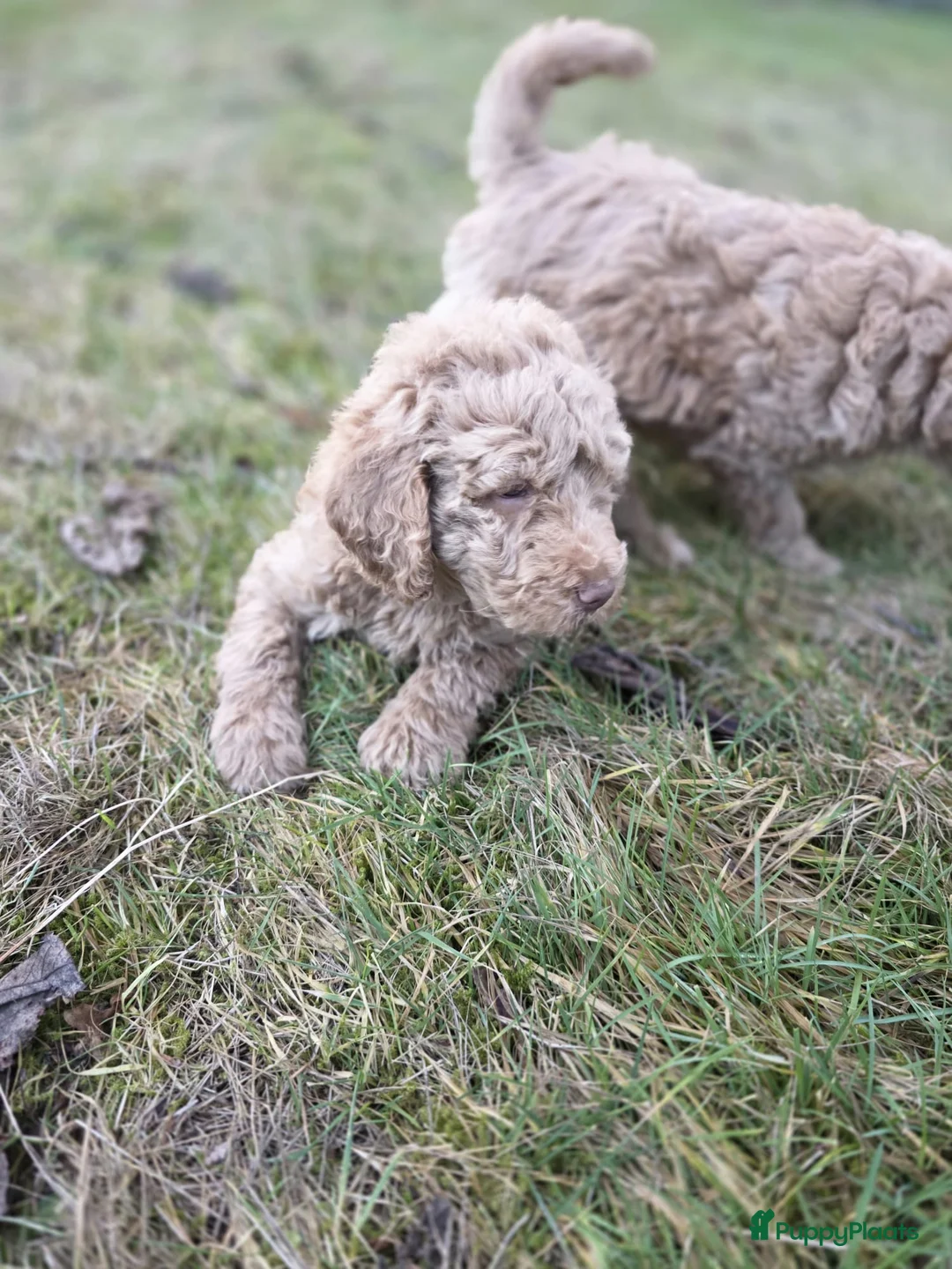 Labradoodle honden te koop: Labradoodle pups - Advertentie 6