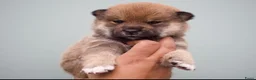 Shiba honden te koop:  Prachtige raszuivere Shiba Inu pups. - Advertentie 3