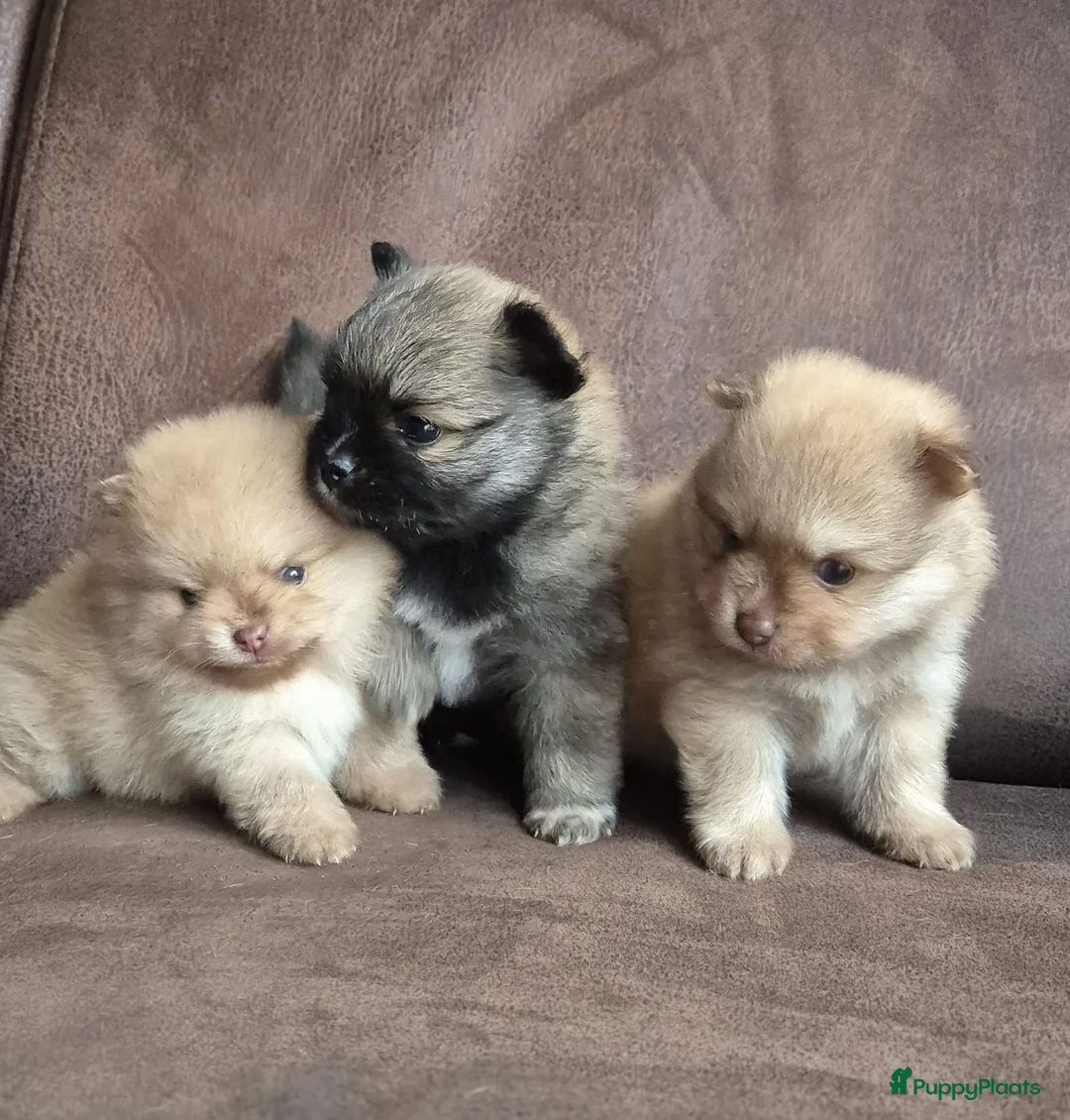 Kruising honden te koop: 3 reutjes - Advertentie 2