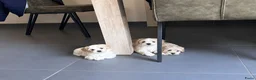 Maltipoo honden te koop: Maltipoo pups - Advertentie 4