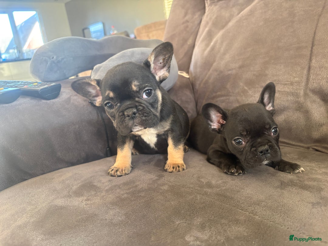 Franse Bulldog honden te koop: Franse bulldog pups - Advertentie 4