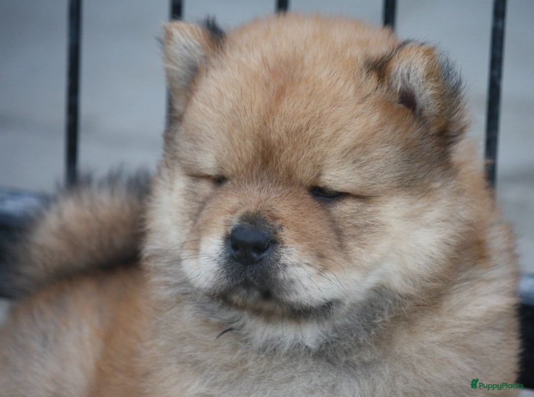 Chow Chow honden te koop: Chow Chow pups - Afbeelding 14