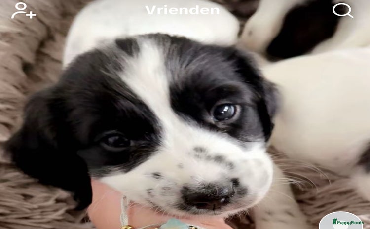 Engelse Springer Spaniel honden Engelse springer spaniël pup - Advertentie 7