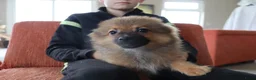 Keeshond honden te koop: Lieve Pommeriaan pups te koop - Advertentie 4